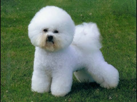 bichon frise are they hypoallergenic